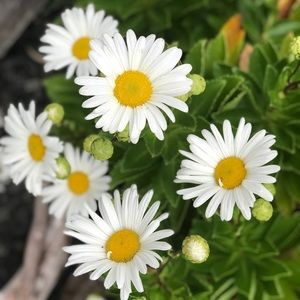 Meet your Posher, Cat